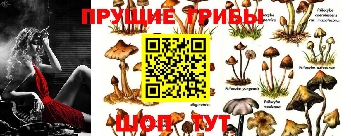 Галлюциногенные грибы Psilocybe Ялта